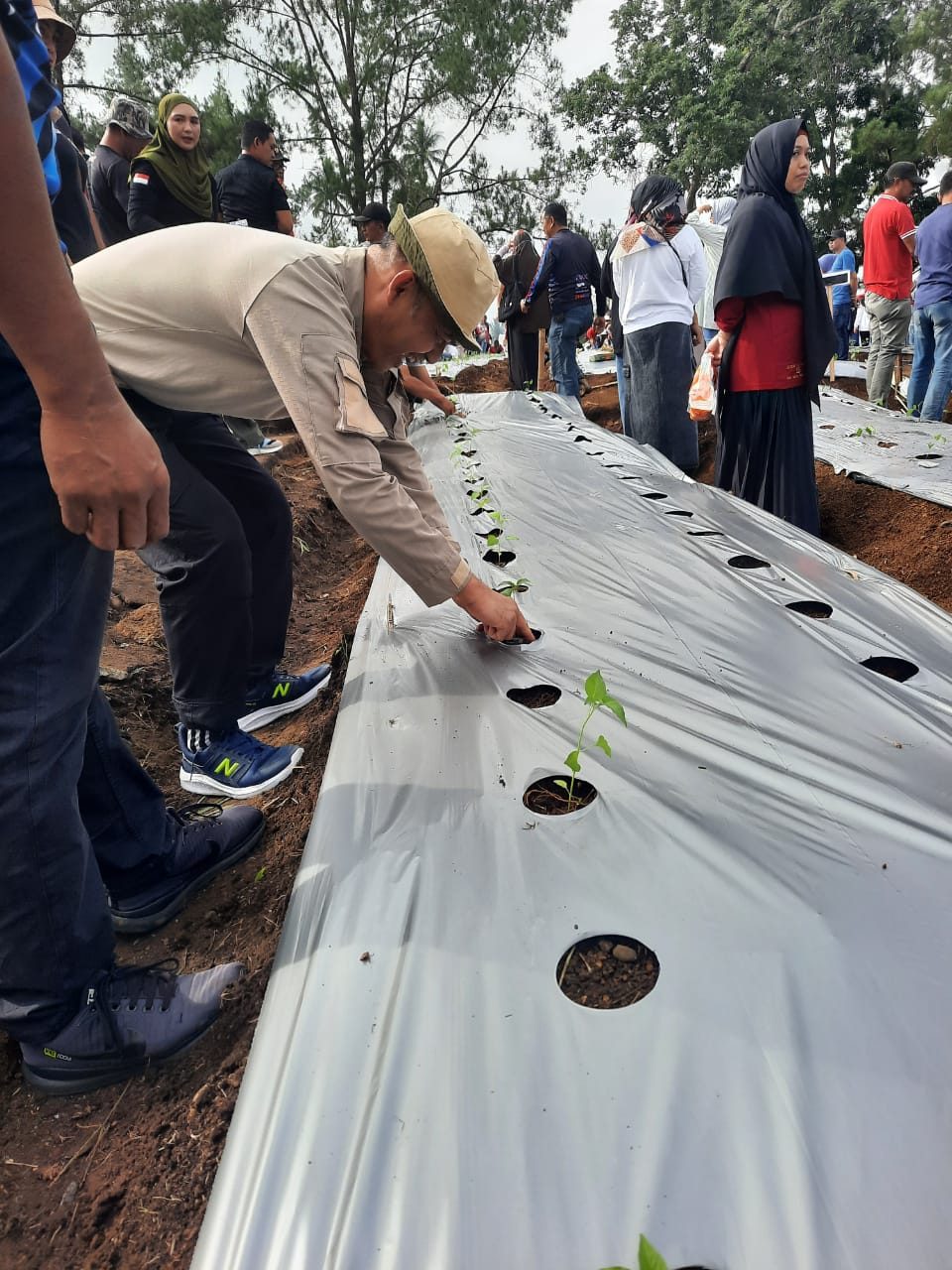 MANFAATKAN LAHAN KOSONG, SATPOL PP BA TANAM RICA
